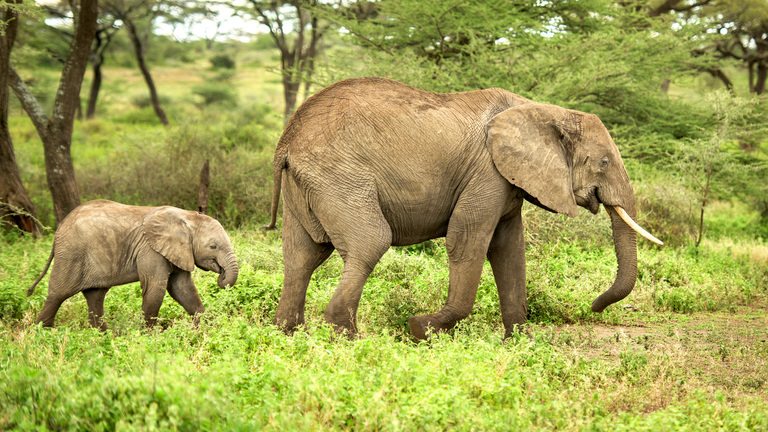Elephant kills Tourist While Rescuing Grandchildren in South Africa