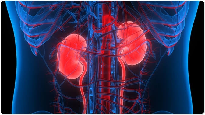 World Kidney Day: Nephrologists Advise Regular Checkups