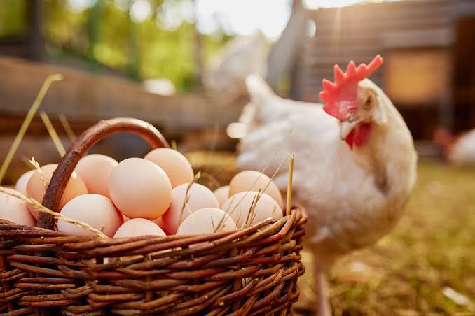 FIPAN Seeks Tariff Review to Make Eggs More Affordable