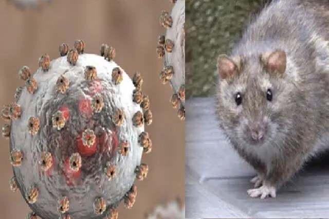 Lassa Fever: NCDC Confirms 142 Deaths, 747 Cases Across 18 States