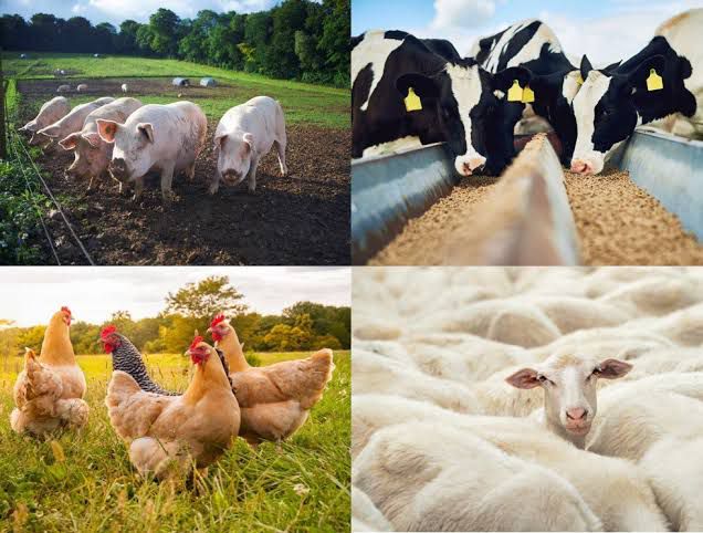 FG Livestock Reforms to Spur GDP Growth – ACCI