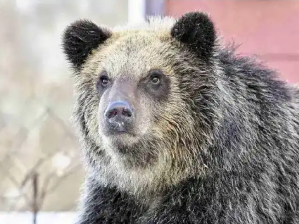 Bear attacks man in public toilet: Authorities respond to rising wildlife attack in urban areas