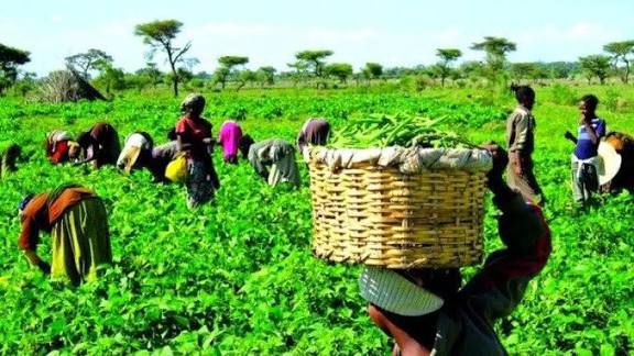FG to invest N800bn in agro-processing, and renewable energy under industrial policy