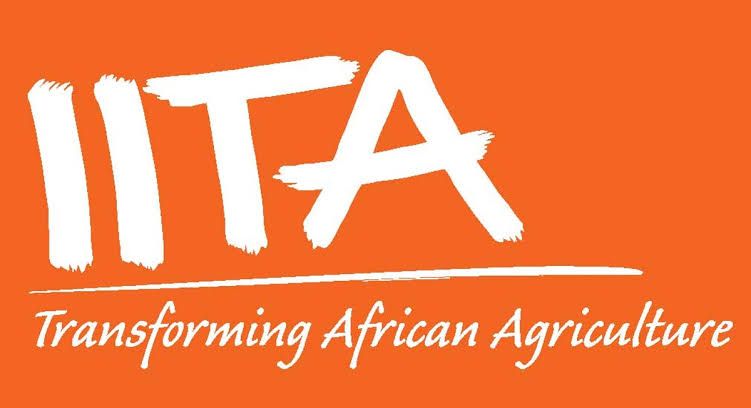 IITA urges FG to prioritise Nigeria’s seed yam value chain