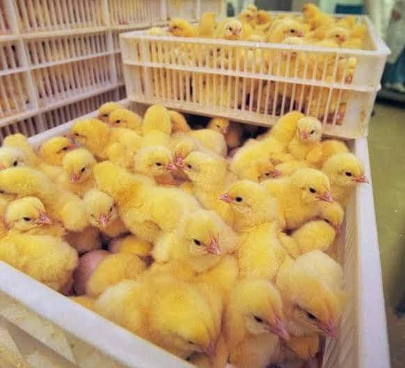 Nigeria egg scarcity