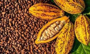 COFAAA calls for uniform cocoa prices