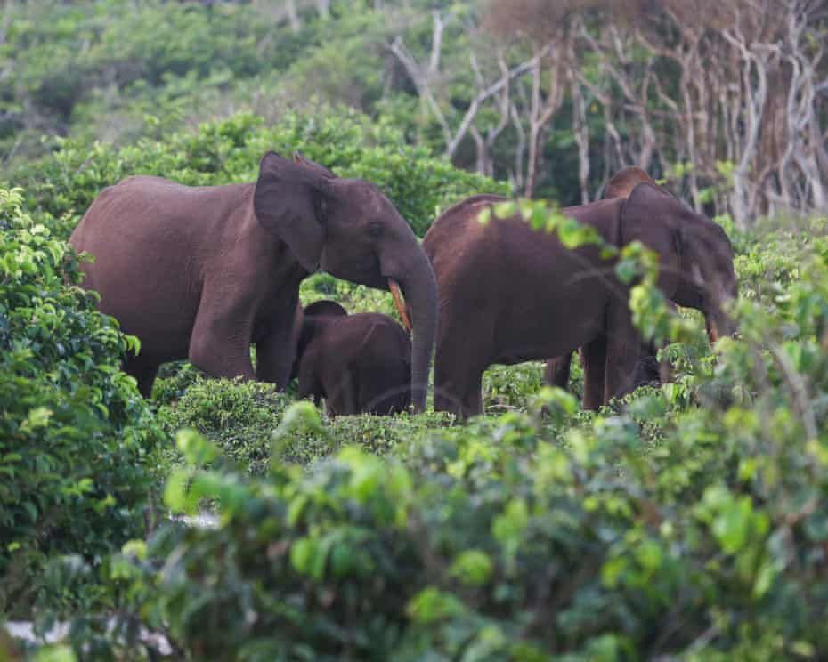 US hunter killed by elephants in Gabon as millionaire dies during big-game hunt