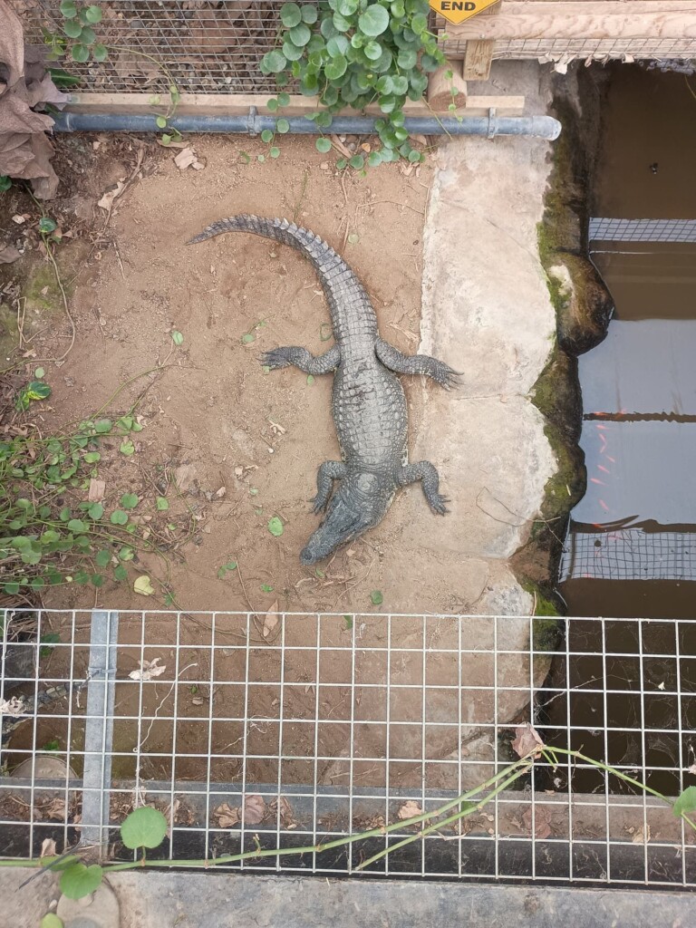 Crocodile pit attack: Boy, 3, undergoes fifth surgery after Johnsons of Old Hurst incident