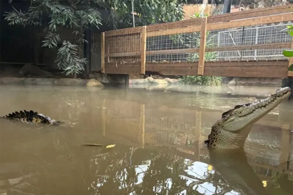 Crocodile pit attack: Boy, 3, undergoes fifth surgery after Johnsons of Old Hurst incident